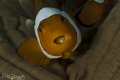   Clown Fish parasite  